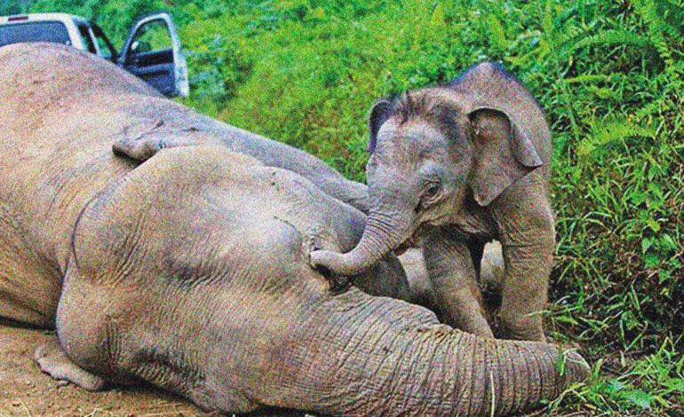 ධනය සහ බලය ඉදිරියේ අසාධාරණයට ලක්වන අලි ජීවිත