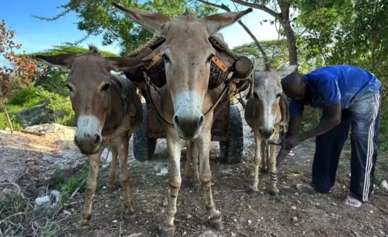 ඖෂධ සෑදීමට වසරකට බූරුවන් මිලියන ගණනක් මරා දමන බව ඔබ දන්නවා ද?