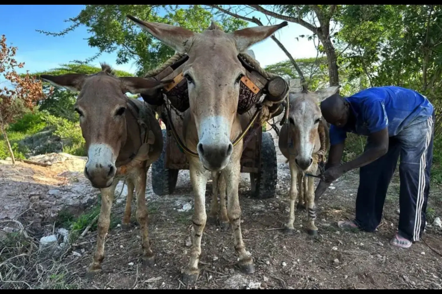 ඖෂධ සෑදීමට වසරකට බූරුවන් මිලියන ගණනක් මරා දමන බව ඔබ දන්නවා ද?