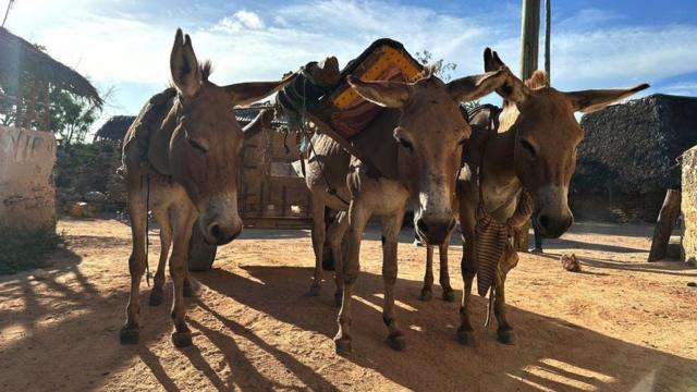 Working donkeys pull a cart at a quarry